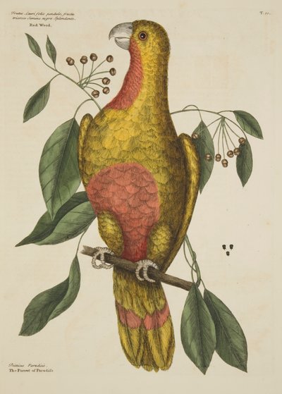 The Parrot of Paradise, from The Natural History of Carolina, Florida and the Bahama Islands, 1731 by Mark Catesby